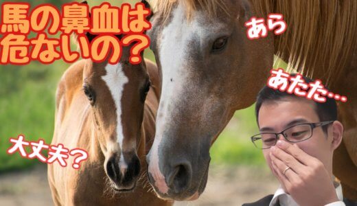 そんなに大変？馬の鼻血について、原因や症状を解説！